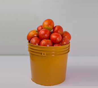 Fresh Tomatoes (Custard Rubber)