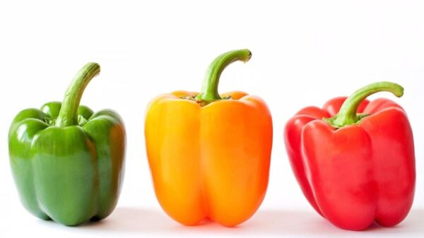 Bell pepper