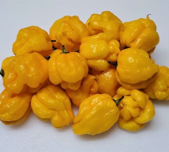 Scotch Bonnet Pepper (Custard Rubber)